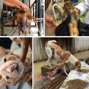 Donate For Street Animals Treatment & Food