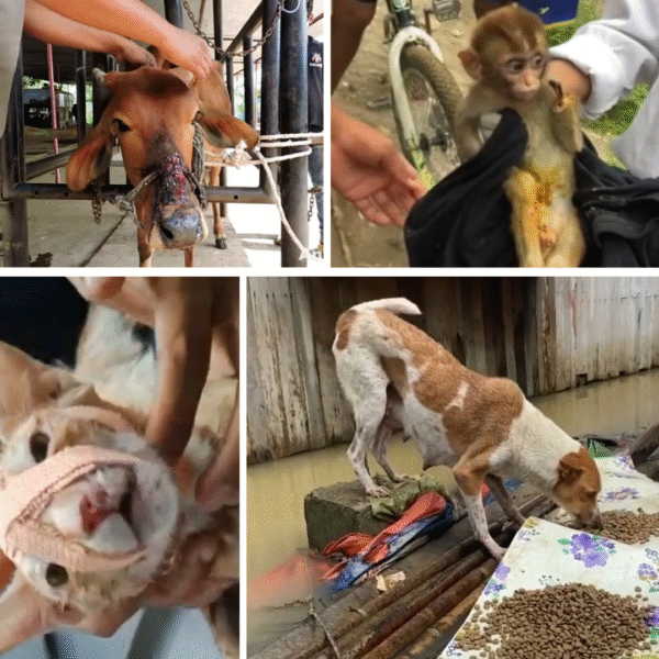 Donate For Street Animals Treatment & Food